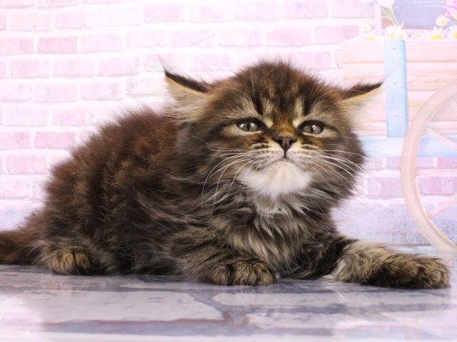 大阪府のミヌエット (Coo&RIKU東大阪店/2026年2月22日生まれ/男の子/ブラウンタビー)の子猫の2枚目の画像