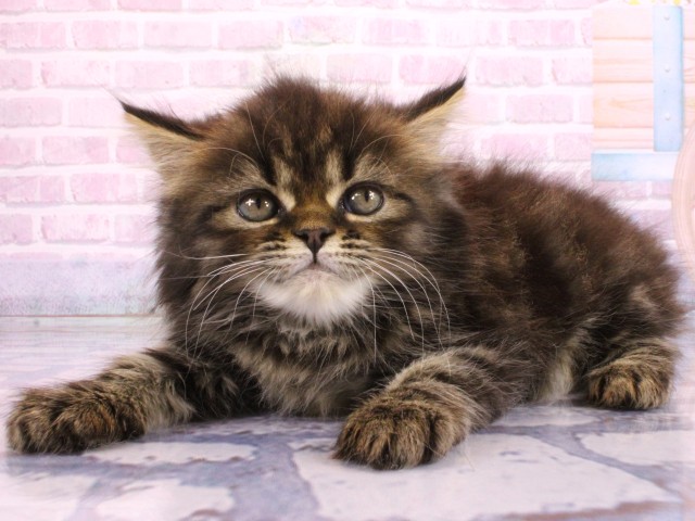 大阪府のミヌエット (Coo&RIKU東大阪店/2026年2月22日生まれ/男の子/ブラウンタビー)の子猫の3枚目の画像