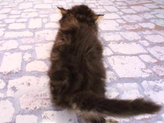 大阪府のミヌエット (Coo&RIKU東大阪店/2026年2月22日生まれ/男の子/ブラウンタビー)の子猫の4枚目の画像