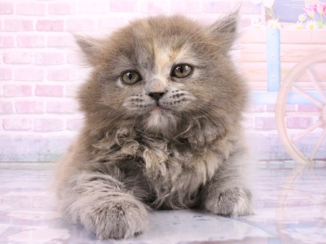 京都府のマンチカン (Coo&RIKU京都河原町店/2026年2月21日生まれ/女の子/ブルークリーム)の子猫の1枚目の画像