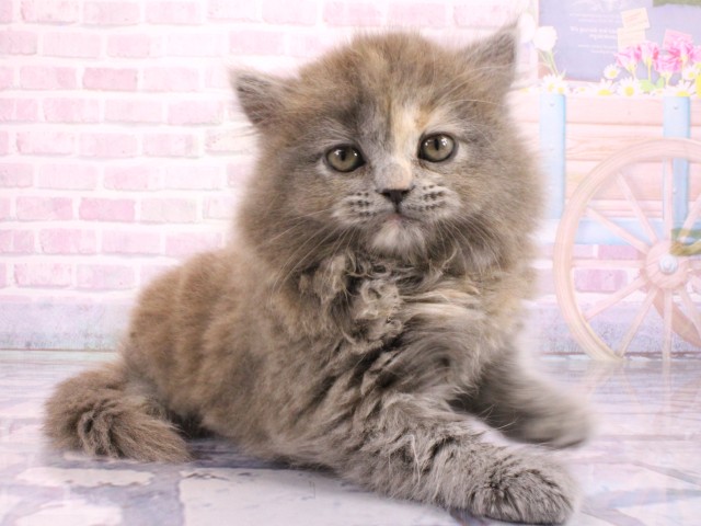 京都府のマンチカン (Coo&RIKU京都河原町店/2026年2月21日生まれ/女の子/ブルークリーム)の子猫の2枚目の画像