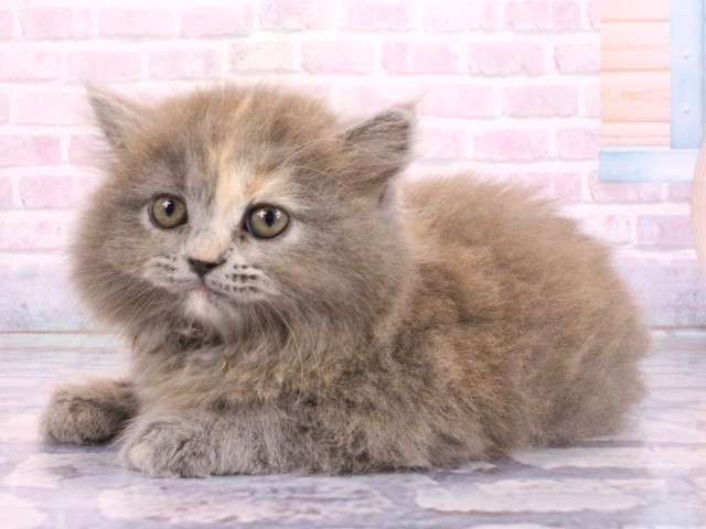 京都府のマンチカン (Coo&RIKU京都河原町店/2026年2月21日生まれ/女の子/ブルークリーム)の子猫の3枚目の画像