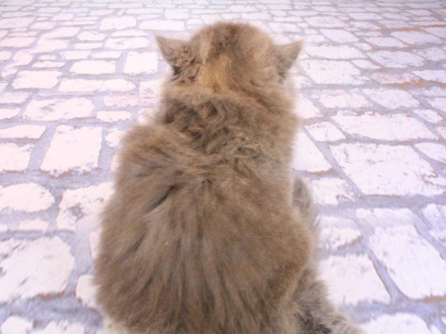 京都府のマンチカン (Coo&RIKU京都河原町店/2026年2月21日生まれ/女の子/ブルークリーム)の子猫の4枚目の画像