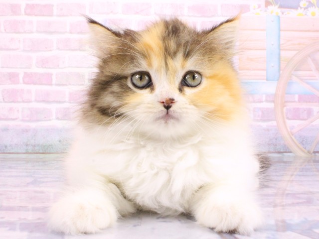 大阪府のスコティッシュフォールド (Coo&RIKU梅田店/2026年2月20日生まれ/女の子/ブラウンパッチドタビーホワイト)の子猫の1枚目の画像