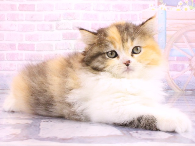 大阪府のスコティッシュフォールド (Coo&RIKU梅田店/2026年2月20日生まれ/女の子/ブラウンパッチドタビーホワイト)の子猫の2枚目の画像