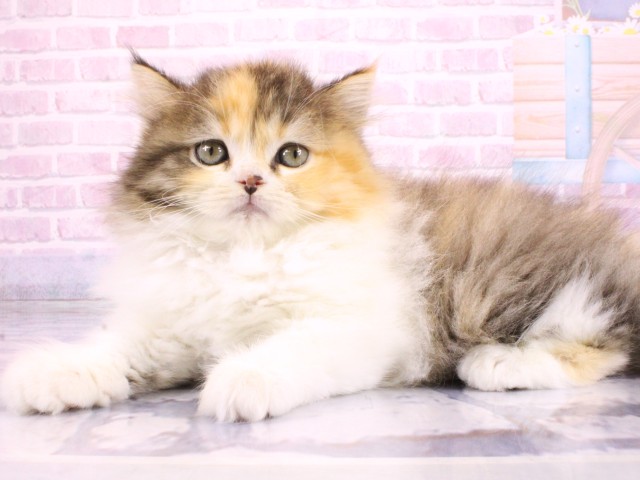 大阪府のスコティッシュフォールド (Coo&RIKU梅田店/2026年2月20日生まれ/女の子/ブラウンパッチドタビーホワイト)の子猫の3枚目の画像