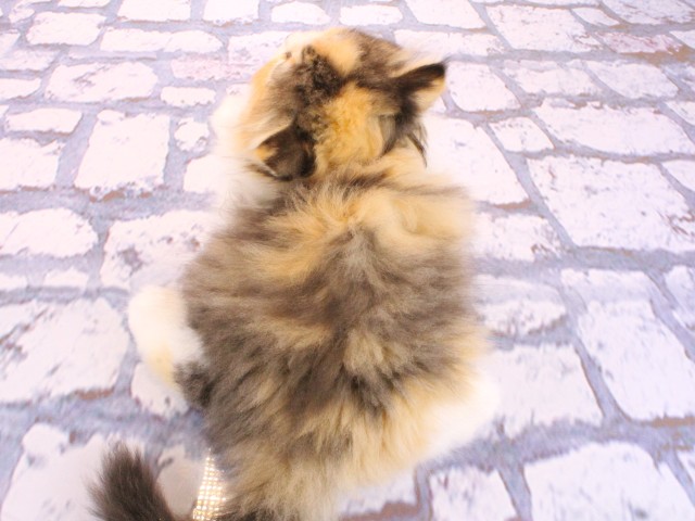 大阪府のスコティッシュフォールド (Coo&RIKU梅田店/2026年2月20日生まれ/女の子/ブラウンパッチドタビーホワイト)の子猫の4枚目の画像