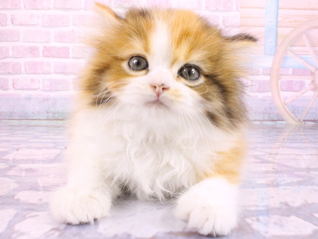 京都府のミヌエット (Coo&RIKU京都河原町店/2026年2月20日生まれ/女の子/ブラウンタッチドタビーホワイト)の子猫の1枚目の画像