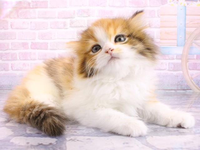 京都府のミヌエット (Coo&RIKU京都河原町店/2026年2月20日生まれ/女の子/ブラウンタッチドタビーホワイト)の子猫の2枚目の画像