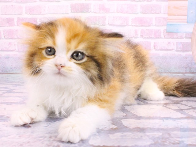 京都府のミヌエット (Coo&RIKU京都河原町店/2026年2月20日生まれ/女の子/ブラウンタッチドタビーホワイト)の子猫の3枚目の画像