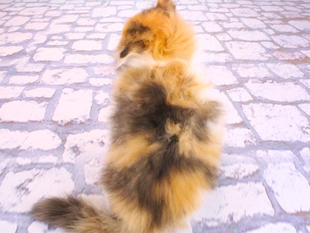 京都府のミヌエット (Coo&RIKU京都河原町店/2026年2月20日生まれ/女の子/ブラウンタッチドタビーホワイト)の子猫の4枚目の画像