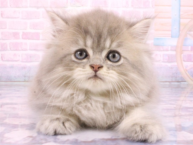 大阪府のペルシャ (Coo&RIKU茶屋町店/2026年2月20日生まれ/男の子/ブルーチンチラゴールデン)の子猫の1枚目の画像