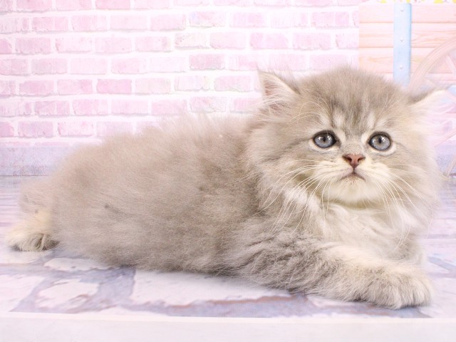 大阪府のペルシャ (Coo&RIKU茶屋町店/2026年2月20日生まれ/男の子/ブルーチンチラゴールデン)の子猫の2枚目の画像