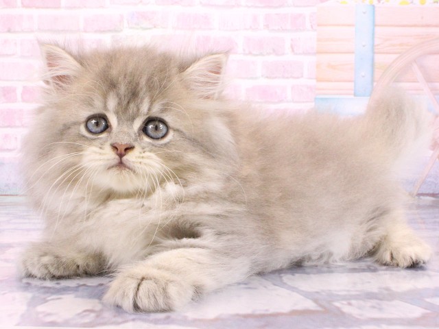 大阪府のペルシャ (Coo&RIKU茶屋町店/2026年2月20日生まれ/男の子/ブルーチンチラゴールデン)の子猫の3枚目の画像