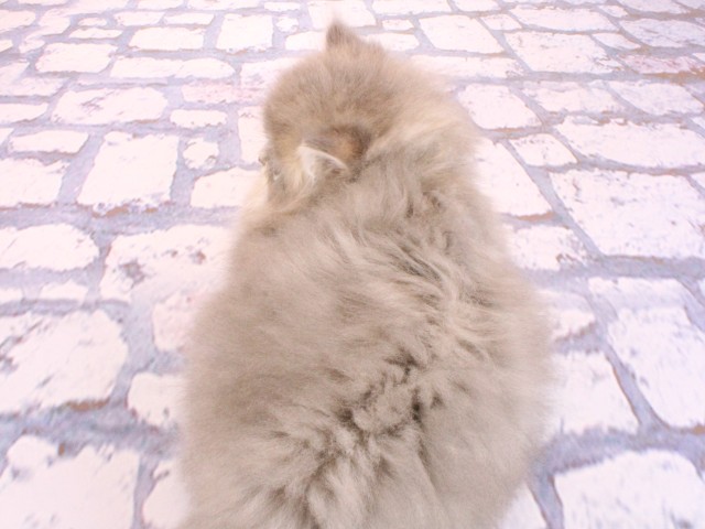 大阪府のペルシャ (Coo&RIKU茶屋町店/2026年2月20日生まれ/男の子/ブルーチンチラゴールデン)の子猫の4枚目の画像