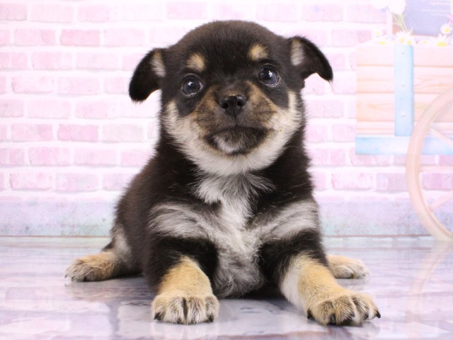 兵庫県のポメチワ/チワポメ/ポメチー(ポメラニアン×チワワ) (Coo&RIKU尼崎店/2026年2月21日生まれ/女の子/ブラックタンホワイト)の子犬の1枚目の画像