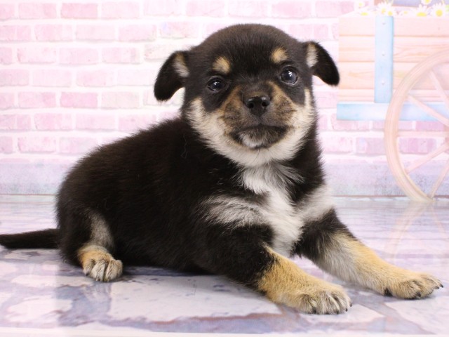 兵庫県のポメチワ/チワポメ/ポメチー(ポメラニアン×チワワ) (Coo&RIKU尼崎店/2026年2月21日生まれ/女の子/ブラックタンホワイト)の子犬の2枚目の画像