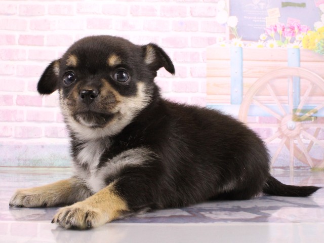 兵庫県のポメチワ/チワポメ/ポメチー(ポメラニアン×チワワ) (Coo&RIKU尼崎店/2026年2月21日生まれ/女の子/ブラックタンホワイト)の子犬の3枚目の画像