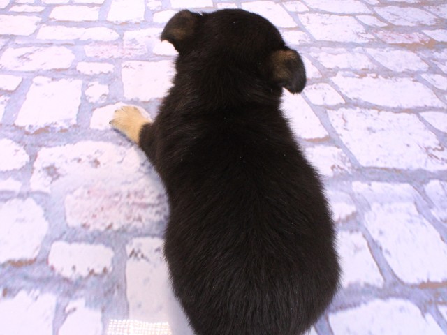 兵庫県のポメチワ/チワポメ/ポメチー(ポメラニアン×チワワ) (Coo&RIKU尼崎店/2026年2月21日生まれ/女の子/ブラックタンホワイト)の子犬の4枚目の画像