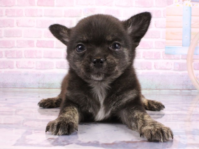 奈良県のポメチワ/チワポメ/ポメチー(ポメラニアン×チワワ) (Coo&RIKU奈良新庄店/2026年2月21日生まれ/男の子/ブラックホワイト)の子犬の1枚目の画像