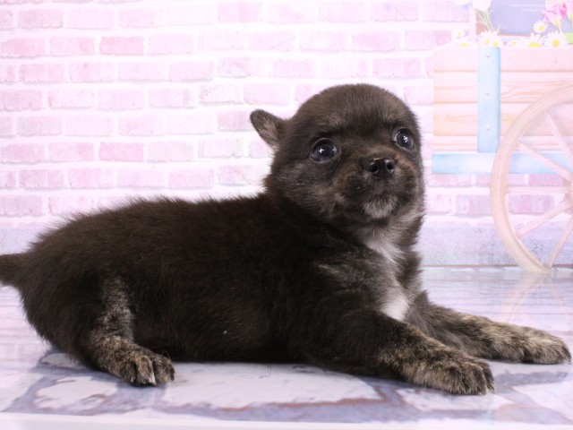 奈良県のポメチワ/チワポメ/ポメチー(ポメラニアン×チワワ) (Coo&RIKU奈良新庄店/2026年2月21日生まれ/男の子/ブラックホワイト)の子犬の2枚目の画像