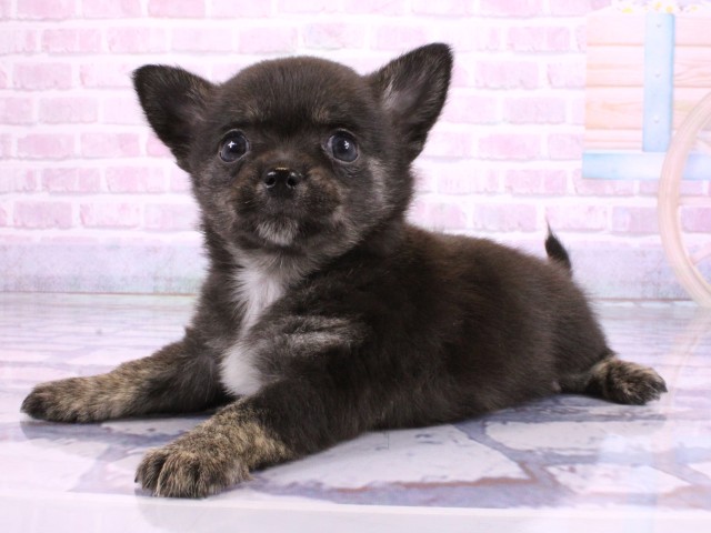 奈良県のポメチワ/チワポメ/ポメチー(ポメラニアン×チワワ) (Coo&RIKU奈良新庄店/2026年2月21日生まれ/男の子/ブラックホワイト)の子犬の3枚目の画像