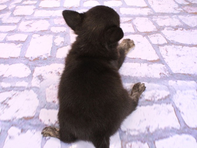 奈良県のポメチワ/チワポメ/ポメチー(ポメラニアン×チワワ) (Coo&RIKU奈良新庄店/2026年2月21日生まれ/男の子/ブラックホワイト)の子犬の4枚目の画像