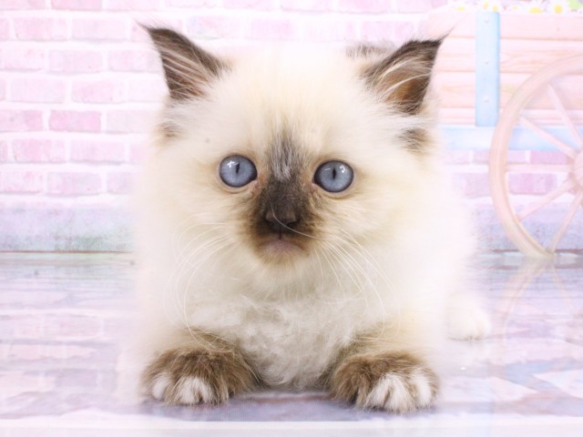 大阪府のラグドール (Coo&RIKU茶屋町店/2026年2月22日生まれ/女の子/シールポイントミテッド)の子猫の1枚目の画像