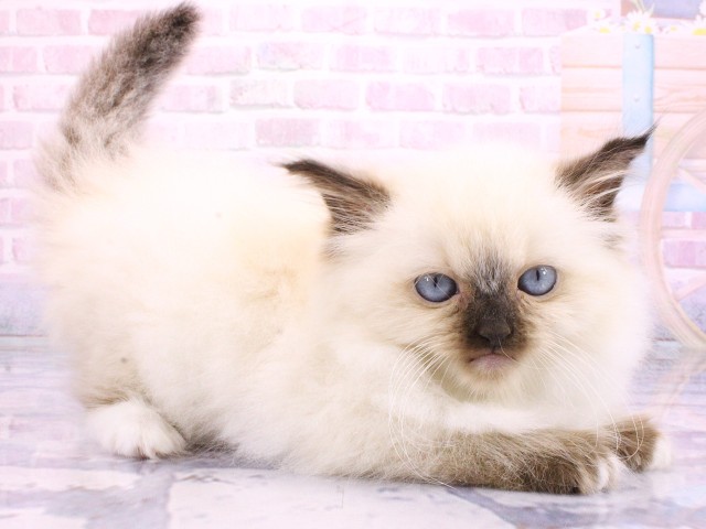 大阪府のラグドール (Coo&RIKU茶屋町店/2026年2月22日生まれ/女の子/シールポイントミテッド)の子猫の2枚目の画像