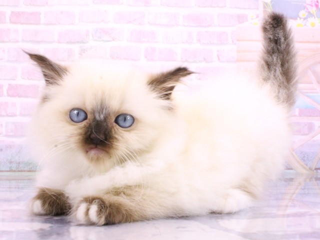 大阪府のラグドール (Coo&RIKU茶屋町店/2026年2月22日生まれ/女の子/シールポイントミテッド)の子猫の3枚目の画像