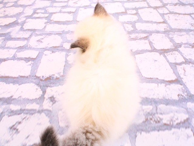 大阪府のラグドール (Coo&RIKU茶屋町店/2026年2月22日生まれ/女の子/シールポイントミテッド)の子猫の4枚目の画像