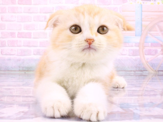 大阪府のスコティッシュフォールド (Coo&RIKU茶屋町店/2026年2月16日生まれ/女の子/レッドタビーホワイト)の子猫の1枚目の画像