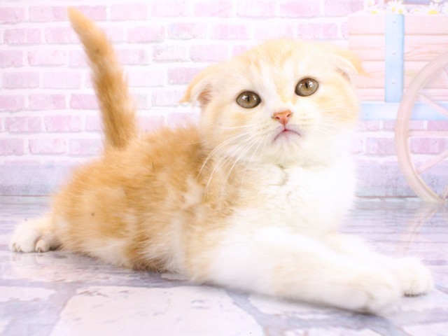 大阪府のスコティッシュフォールド (Coo&RIKU茶屋町店/2026年2月16日生まれ/女の子/レッドタビーホワイト)の子猫の2枚目の画像