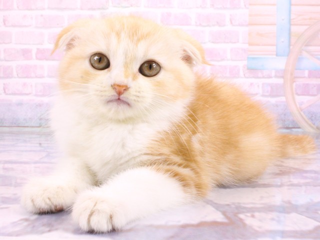 大阪府のスコティッシュフォールド (Coo&RIKU茶屋町店/2026年2月16日生まれ/女の子/レッドタビーホワイト)の子猫の3枚目の画像