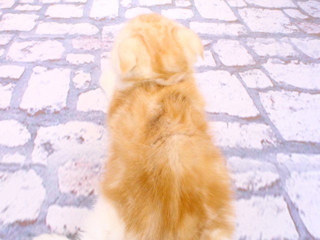 大阪府のスコティッシュフォールド (Coo&RIKU茶屋町店/2026年2月16日生まれ/女の子/レッドタビーホワイト)の子猫の4枚目の画像