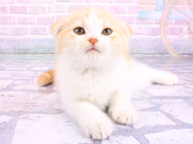 大阪府のスコティッシュフォールド (Coo&RIKU城東古市店/2026年2月16日生まれ/男の子/レッドタビーホワイト)の子猫の1枚目の画像