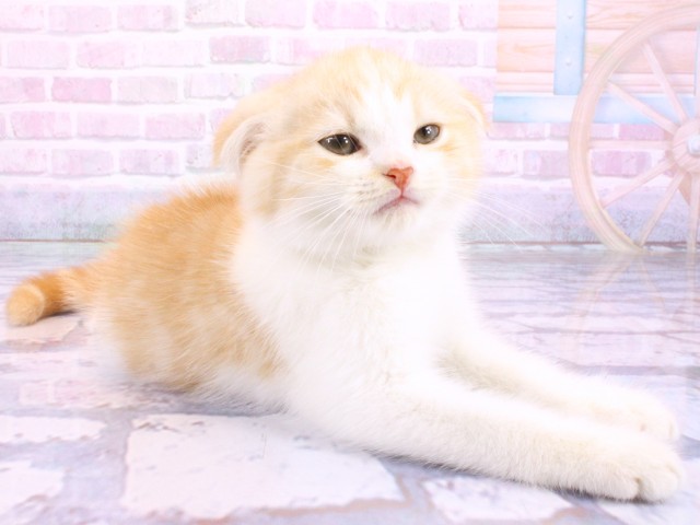 大阪府のスコティッシュフォールド (Coo&RIKU城東古市店/2026年2月16日生まれ/男の子/レッドタビーホワイト)の子猫の2枚目の画像
