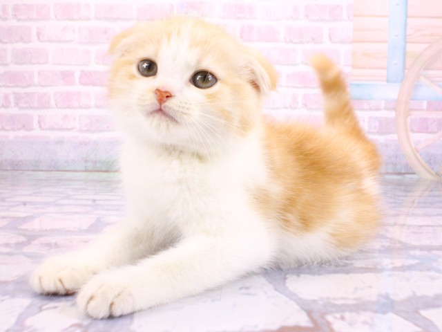 大阪府のスコティッシュフォールド (Coo&RIKU城東古市店/2026年2月16日生まれ/男の子/レッドタビーホワイト)の子猫の3枚目の画像