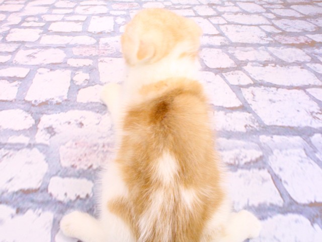 大阪府のスコティッシュフォールド (Coo&RIKU城東古市店/2026年2月16日生まれ/男の子/レッドタビーホワイト)の子猫の4枚目の画像