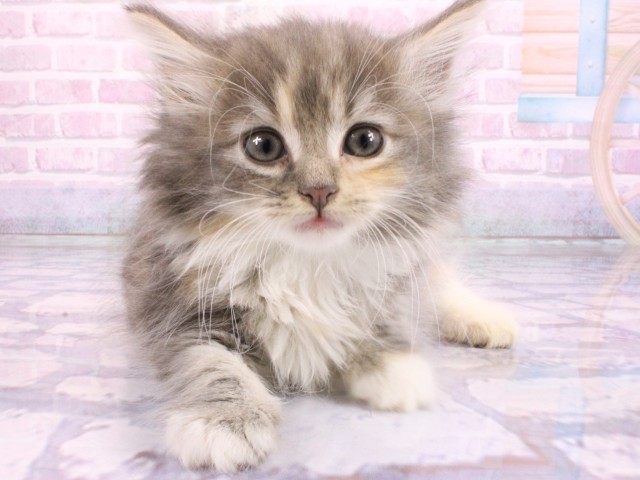 兵庫県のノルウェージャンフォレストキャット (Coo&RIKU神戸三宮店/2026年2月22日生まれ/女の子/ブルーパッチドタビーホワイト)の子猫