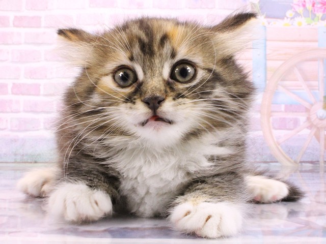 大阪府のノルウェージャンフォレストキャット (Coo&RIKU城東古市店/2026年2月22日生まれ/女の子/ブラウンパッチドタビーホワイト)の子猫の1枚目の画像