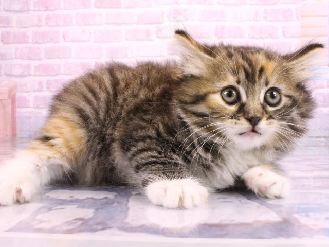 大阪府のノルウェージャンフォレストキャット (Coo&RIKU城東古市店/2026年2月22日生まれ/女の子/ブラウンパッチドタビーホワイト)の子猫の2枚目の画像