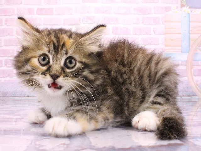 大阪府のノルウェージャンフォレストキャット (Coo&RIKU城東古市店/2026年2月22日生まれ/女の子/ブラウンパッチドタビーホワイト)の子猫の3枚目の画像