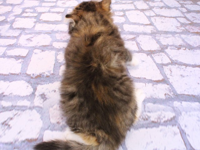 大阪府のノルウェージャンフォレストキャット (Coo&RIKU城東古市店/2026年2月22日生まれ/女の子/ブラウンパッチドタビーホワイト)の子猫の4枚目の画像