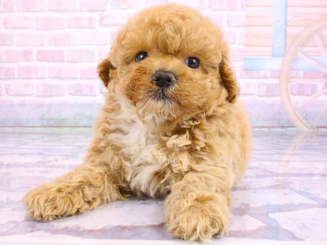 大阪府のビションプー(ビションフリーゼ×プードル) (Coo&RIKU東大阪店/2026年2月20日生まれ/男の子/クリーム)の子犬