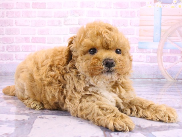 大阪府のビションプー(ビションフリーゼ×プードル) (Coo&RIKU東大阪店/2026年2月20日生まれ/男の子/クリーム)の子犬の2枚目の画像