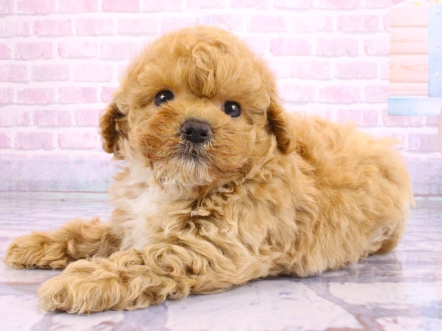 大阪府のビションプー(ビションフリーゼ×プードル) (Coo&RIKU東大阪店/2026年2月20日生まれ/男の子/クリーム)の子犬の3枚目の画像