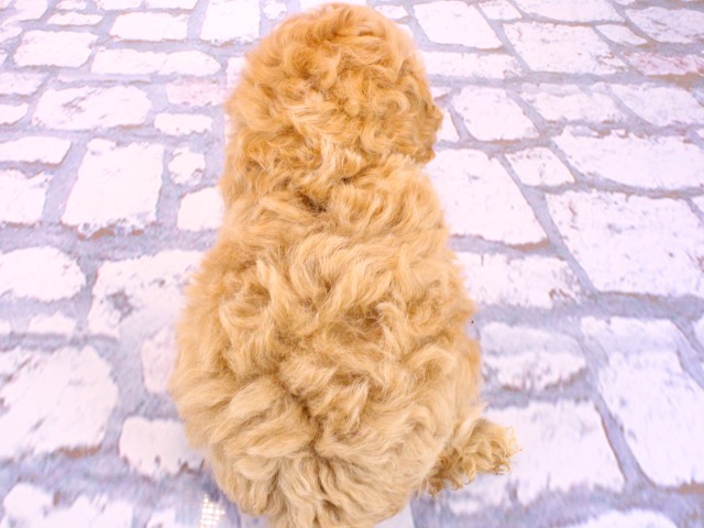 大阪府のビションプー(ビションフリーゼ×プードル) (Coo&RIKU東大阪店/2026年2月20日生まれ/男の子/クリーム)の子犬の4枚目の画像