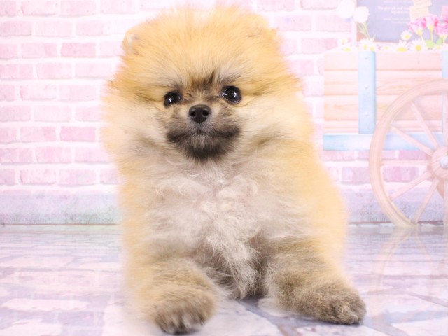 大阪府のポメラニアン (Coo&RIKU天王寺店/2026年2月21日生まれ/男の子/オレンジ)の子犬