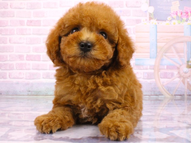 兵庫県のトイプードル(トイ) (Coo&RIKU神戸東灘店/2026年2月20日生まれ/男の子/レッドフォーン)の子犬の1枚目の画像